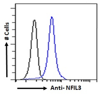 NFIL3 Antibody