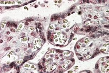 NFATC4 Antibody