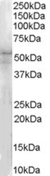 Neuropeptide Y Receptor Y5 Antibody