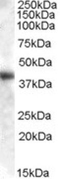 Neuroligin 3 Antibody