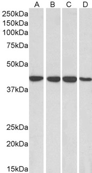 Neuroligin 1 Antibody