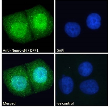 DPF1 Antibody