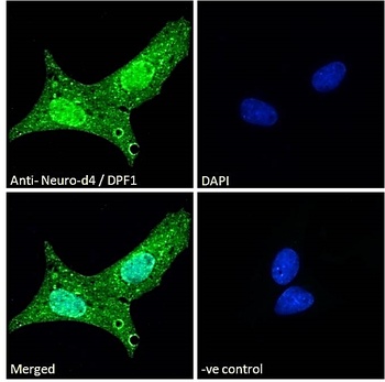 DPF1 Antibody
