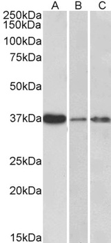 NCF4 Antibody