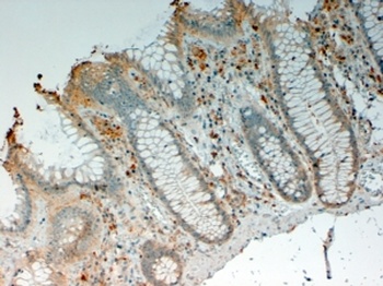 NCF4 Antibody