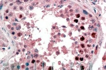 NANOG Antibody
