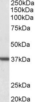 NANOG Antibody