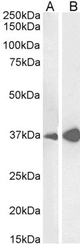 NANOG Antibody