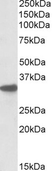 SDHAF1 Antibody
