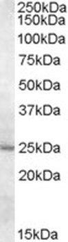 MYF5 Antibody