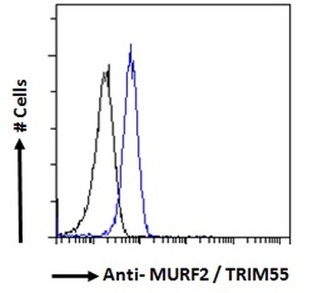 TRIM55 Antibody