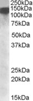 Caveolin-3 Antibody