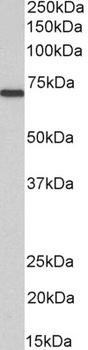 MTM1 Antibody