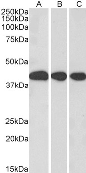MRG15 Antibody