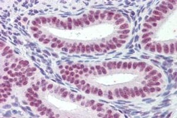 MRG15 Antibody