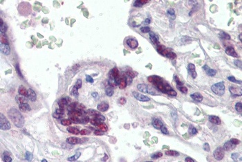 MRG15 Antibody