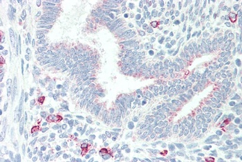 MPG Antibody