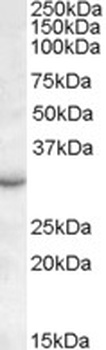 Monoglyceride Lipase Antibody