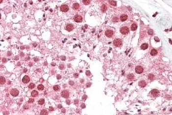 Monoglyceride Lipase Antibody