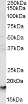 MAOA Antibody