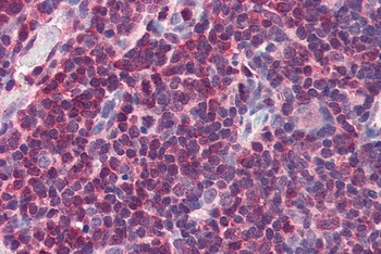 MIF Antibody