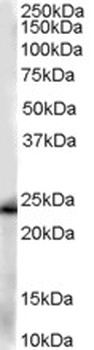 MIF Antibody