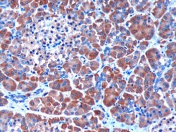 SERPINI2 Antibody