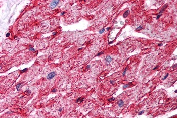 SERPINI2 Antibody