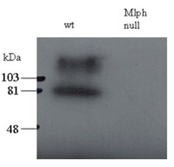 Mlph Antibody