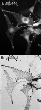 Mlph Antibody