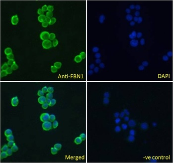 TJP1 Antibody