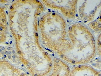 DNAJB9 Antibody