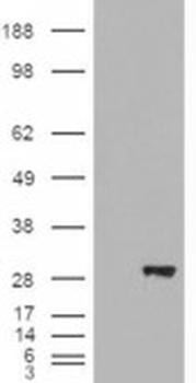 MAN2A1 Antibody