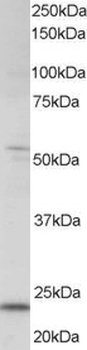 MXD4 Antibody