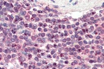 LXR Antibody