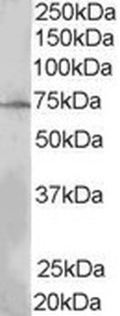 SH2B3 Antibody