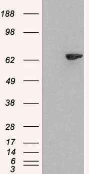 LNK Antibody