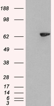 SH2B3 Antibody