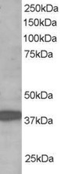 RNF39 Antibody