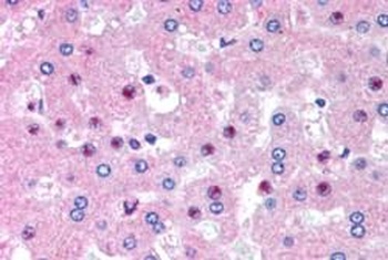 LHCGR Antibody
