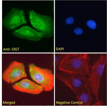 LXN Antibody