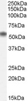 KLK2 Antibody