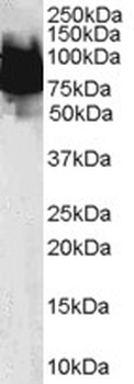KLF4 Antibody