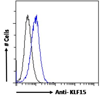 KLF15 Antibody