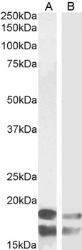 Tspo Antibody