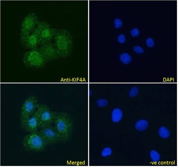 KIF4A Antibody