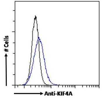 KIF4A Antibody