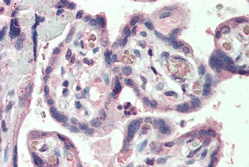 KCC3 Antibody