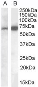 KCC1 Antibody