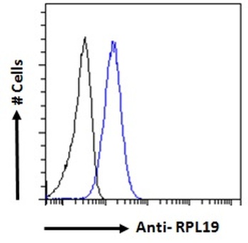 KALRN Antibody